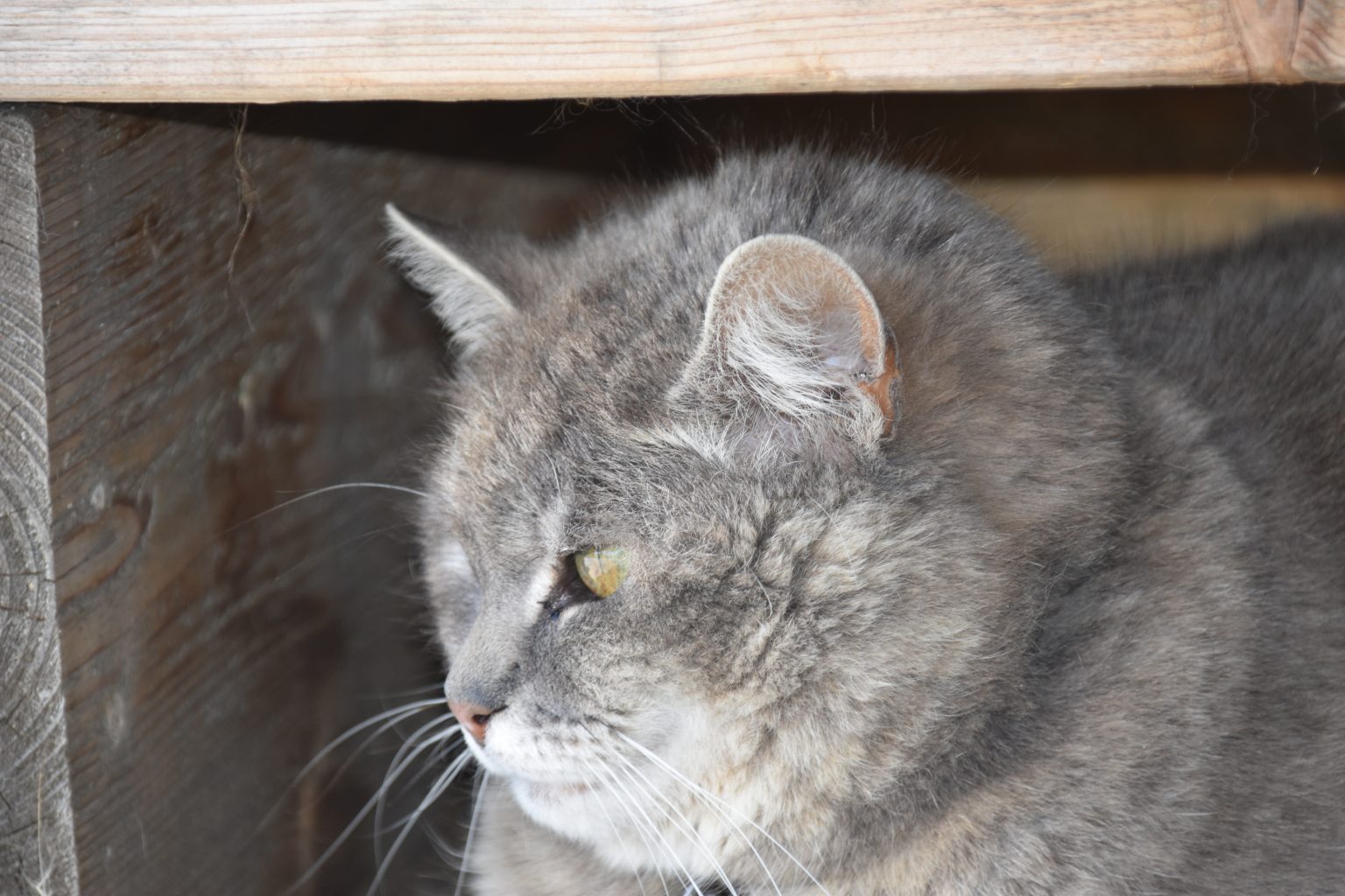 Katten en poezen | DierenWiki | Latachtigen | Katten en poezen